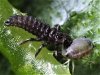 adalia-bipunctata-larva-01-1200x900 (2).jpg