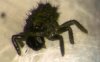 A-bipunctata-neonate-larvae-sucking-on-Bt-toxin-dipped-cotton-ball (2).jpg