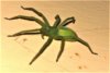 Prova Micrommata virescens..jpg