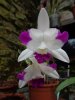 DSC05304 - Copia.JPG