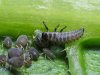 adalia-bipunctata-larva-02-1200x900.jpg