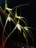 brassia lanceana 2 - Copia.JPG