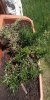 IMG_20200527_133404_optimized-compressed.jpg