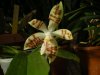 phalaenopsis sumatrana malesia.JPG