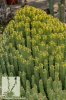 Euphorbia-resinifera-01_2.jpg