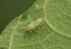 Homotoma ficus - adulto.JPG