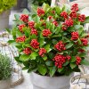 skimmia bacche.jpg