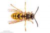 vespula-germanica.jpg