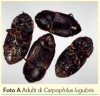 Carpophilus_Lugubris.PNG