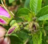rugosa afidi.jpg rugosa afidi.jpg
