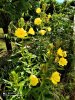 Oenothera gilla (2).jpg