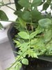 IMG_3390.JPEG