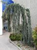 cedrus atlantica 600x800.jpg