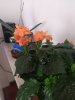 IMG_20200618_153722_compress45.jpg