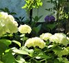 ortensia bianca con fiore colorato (3).jpg