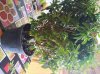 IMG_20200601_101243.jpg