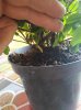 IMG_20200601_101335.jpg