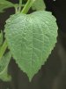 Galinsoga_parviflora,_leaf,I_HLV203.jpg