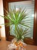 dracena1.jpg