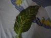 P27-12-12_11-26.jpg