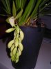 DSCN2688.jpg