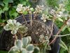 Sedum spurium 'Tricolor'.jpg
