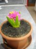 DSCN0973.jpg