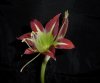 Hippeastrum yungacense1.jpg