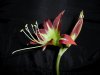 Hippeastrum yungacense.jpg