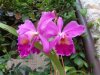 cattleya chocolate drops x labiata.JPG