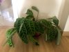 calathea 1.jpg