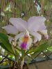 cattleya mendelii - Copia.JPG