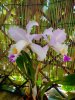 cattleya mendelii 2 - Copia.JPG