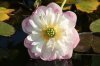 IMG_1837 Baby Peony.JPG