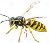 insetto-della-vespa-del-rivestimento-giallo-isolato-su-bianco-113112660 (2).jpg