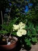 brunfelsia americana - Copia.JPG