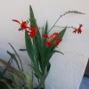 Crocosmia-Lucifer.jpg