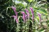 IMG_0005 Lytrum Salicaria.JPG