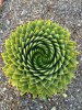 fibonacci 4.jpg