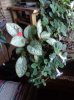 DSC05684.JPG