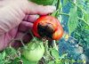 Resize Pomodoro marciume apicale.JPG Resize Pomodoro marciume apicale.JPG