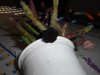 DSCN7417.JPG