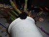 DSCN7418.JPG