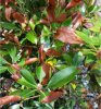 Phyto_3Phytophthora ramorum.jpg