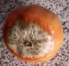 Pomodoro.jpg