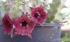 DSCN7438.JPG