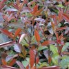 main_PHOTINIA-X-FRASERII-DICKER-T.jpg