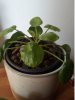 pilea2.jpg