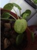 pilea1.jpg