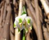 Leucojum vernum1.jpg Leucojum vernum1.jpg